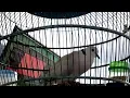 Download Lagu Suara Burung Puter Pelung Srigala Malam