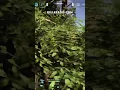 Download Lagu Bush Wookie Boom Stick! // Ghost Recon Wildlands Ghost War PvP