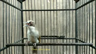 opior paruh tebal gacor ngotot