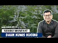 Download Lagu Manfaat DAUN KUMIS KUCING untuk Kesehatan TERLENGKAP - DOKTER SADDAM ISMAIL