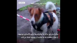 یک سگ گک زیبا تاکنون صدها ماین جاسازی شده را در اوکراین کشف کرده است  یک سگ گک زیبا تاکنون صدها ماین جاسازی شده را در اوکراین کشف کرده است