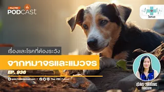 ทำไมแมวที่ไม่มีเจ้าของก็สามารถติดเชื้อพิษสุนัขบ้าได้