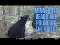 Testing bait sites Minnesota Bear hunting