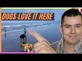 Living on the Oregon Coast - Is it Dog Friendly