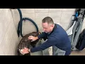 Pet Supplies Plus Dog Wash