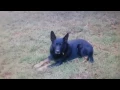 Bobo Gif