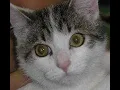 Cat or Dog detector with Tensorflow in Python