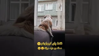 فضول محله تمام رفت و آمد های کوچه رو چک میکنه  فضول محله تمام رفت و آمد های کوچه رو چک میکنه