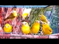 Download Lagu SUARA PLECI KOLONI KECIAL KUNING BIKIN SEMUA PLECI LANGSUNG NYAUT (6/07/20)