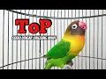Download Lagu Lovebird NGEKEK PANJANG Fighter TOP Memancing BUNYI, Sekali Dengar Langsung NYAUT