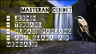 masteran burung cendet cocok untuk cendet trotol anakan anda