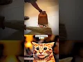 Download Lagu ONE OF MY FAV SHORT 😆 #cat #meme #dance #trending
