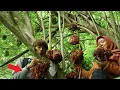 Download Lagu Mempertaruhkan Nyawa Demi Memetik Anggur Hutan Yg Sangat Langka Ditebing Jurang