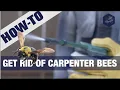 Get Rid Of Carpenter Bees 3-Easy Steps
