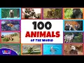 Download Lagu 100 Animals of the World - Learning the Different Names and Sounds of the Animal Kingdom