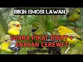 Download Lagu PIKAT SIRTU/CIPOH RIBUT SUSAH TURUN + SUARA ANAKAN MANGGIL INDUK, BIKIN EMOSI SIRTU LAIN😱