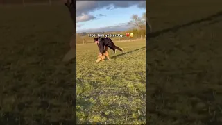 I M So Sorry Mommy I Didn T Mean To Hurt You Puppy Dogs Lego Dog Rip Pets Shorts Fyp 