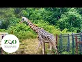 Franklin Park Zoo Boston MA July 2026