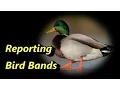 Metal Detecting - Reporting Bird Bands