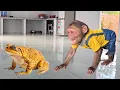 Download Lagu What will Monkey Su do when a toad suddenly appears ?
