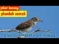 Download Lagu Suara pikat burung pelanduk semak‼️cincoho