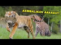NASIB SIAL MACAN TUTUL KETIKA HARIMAU MENCULIK ANAKNYA ~ HARIMAU VS MACAN TUTUL