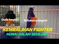 Download Lagu Cara Paling Ampuh Kembalikan Fighter Murai Batu Yang Hilang
