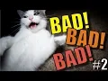 Talking Kitty Cat 66 - BAD BAD BAD