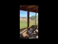 Guinea Fowl Attack