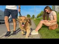 Download Lagu Will My Dogs Recognize Me If I Walk Right Past Them?