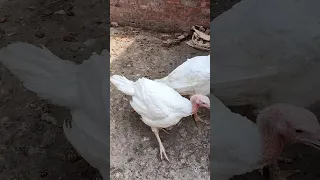 تربيه الفراخ الرومي الابيض 