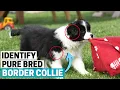 How to Identify a Pure Bred Border Collie Puppy