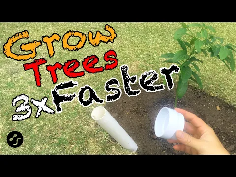 Download MP3 How to plant a tree so that it grows 3 times faster. Root training method.