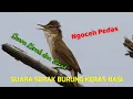 Download Lagu SUARA GACOR PANGGIL BURUNG KERAK BASI COCOK UNTUK MIKAT atau PIKAT - Kerak Basi Alis Putih