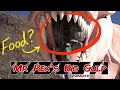 Download Lagu Mr. Rex's Big Gulp