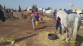 Alhawzi عيطة حوزية مع صور من سيدي عبد العزيز بنيفو وبوشان 