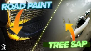 Ultimate Guide to Tree Sap and Road Paint Removal Expert Tips and Tricks for a Pristine Finish