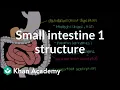 Small intestine 1 Structure Gastrointestinal system physiology NCLEX-RN Khan Academy
