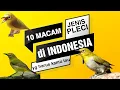 Download Lagu 10 Jenis Pleci yang ada di Indonesia beserta harganya|| 10 Pleci birds (Zosteropidae) in Indonesia