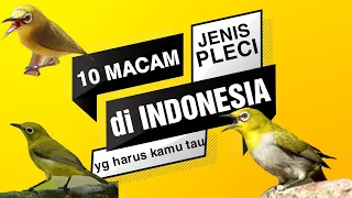 10 jenis pleci yang ada di indonesia beserta harganya 10 pleci birds zosteropidae in indonesia