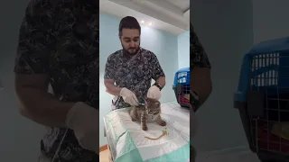 تزریق بدون درد در بچه گربه پت Cat دامپزشکی Dog حیوانات خانگی Pain گربه سگ پرشین 