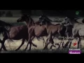 تناديك   ماجد المهندس   حب أعمى   كمال ونيهان   Majed AlMohandes   Tenadik NEW MUSIC VIDEO EXCLUSIVE