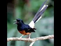 Suara pikat murai batu medan
