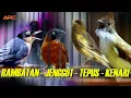 Download Lagu MASTERAN KOMBINASI CUCAK JENGGOT - RAMBATAN - TEPUS - KENARI SUPER GACOR