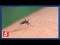 Consumer Reports helps find the best bug sprays this summer