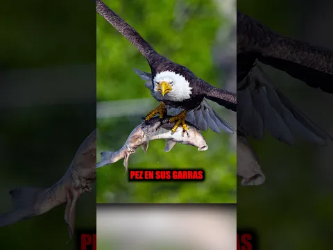 La única vez en la que un avión se chocó con un pez 😱 #curiosidades