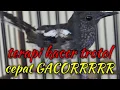 Download Lagu TERAPI KACER TROTOL CEPAT GACOR