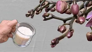 10 Ngày Một Cốc, Hoa Lan lập tức tạo hoa và Mầm không ngừng