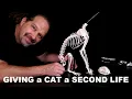 Giving a Cat a Second Life Skeleton Articulation Kitten Pet Memorial Veterinary Anatomy Science