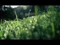 Forest, Bird & butterfly Raw video